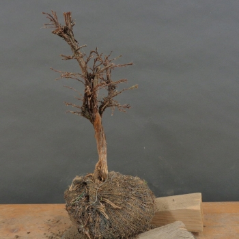 Gelber Fingerstrauch - Potentilla 'Kobold' B2